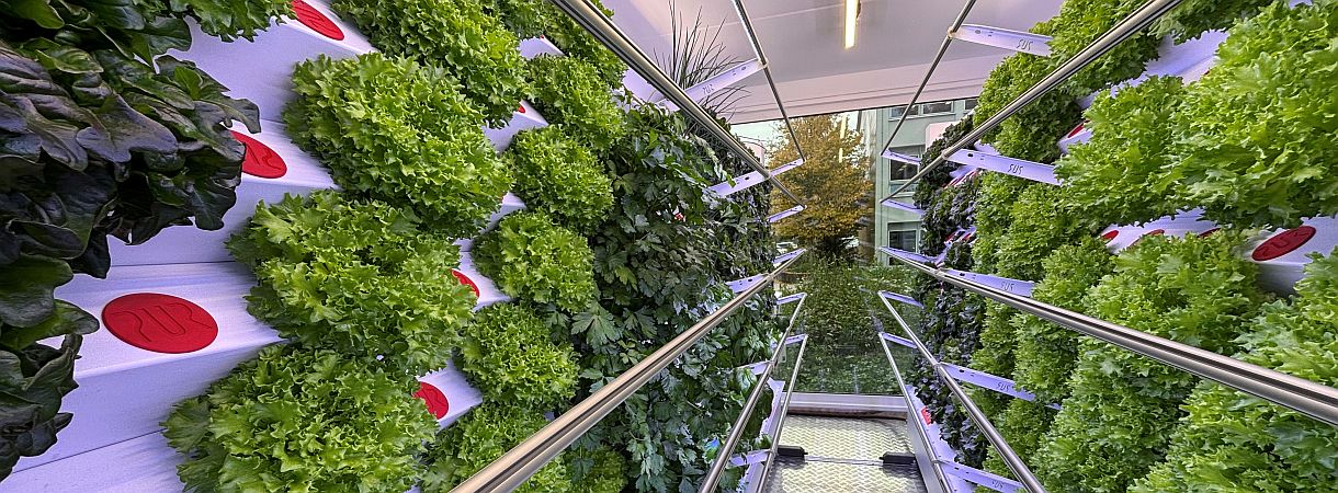 Inneres eines Containers mit Salaten und Kräutern, die an den Wänden wachsen