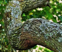 Symbolbild Baum