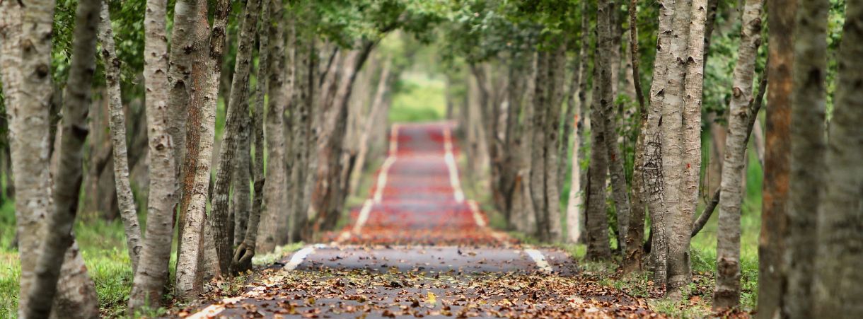 Blick auf eine Allee