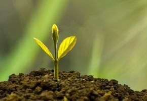 Keim einer Pflanze die aus der Erde ragt